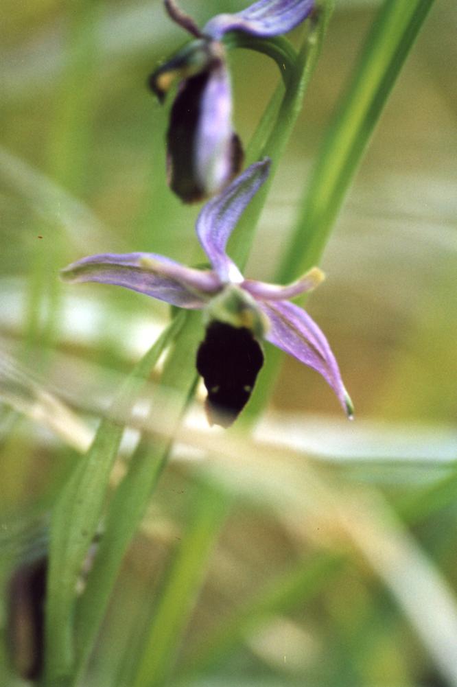 Dactylorhiza, Himantoglossum, Ophrys, Orchis